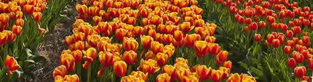 Easyjet Com Cheap Flights To Amsterdam For 17 99 Or Less