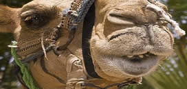 Hurghada za 580,95 zł lub mniej, sty >