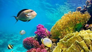 Marsa Alam