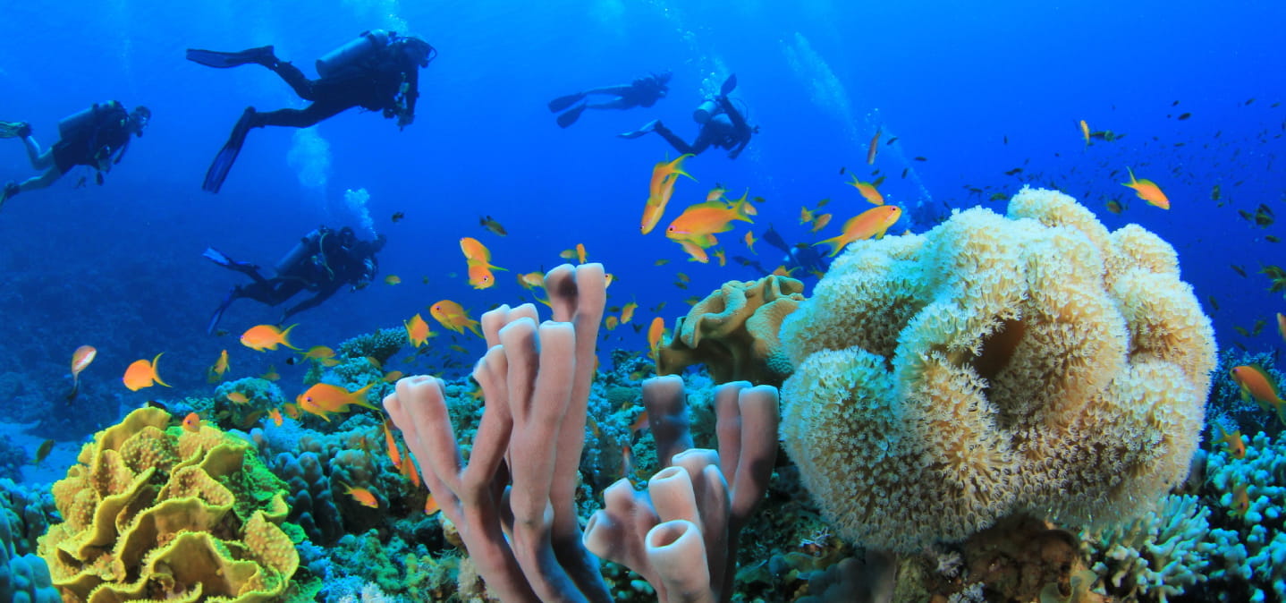 VLIEG VOORUIT NAAR ZOMER '25